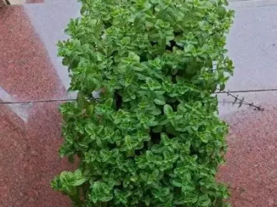 3种薄荷盆栽泡茶法,净化空气还养生,赶紧收藏!战国时的墨家科技,差点让中国领先世界2000年,为何却彻底消失?为何?