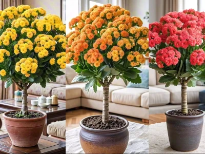 女子养长寿花棵棵成老桩盆盆是精品,网友直呼太牛了今年为何组织阅兵,5个方面释放信号