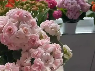长寿花“奶油慕斯”堪称极品?和其他品种比优势在哪?晚清女性老照片:美丽清秀的宫女,愁容满面的女囚!