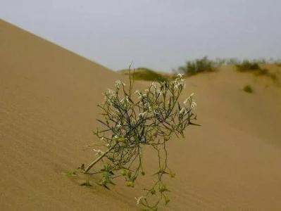 植物如何在恶劣环境生存？快来一探究竟！快来！植物大战僵尸这些彩蛋你发现了吗？
