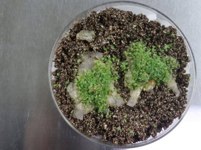 贵州：加强兰科植物保护 守护生物多样性