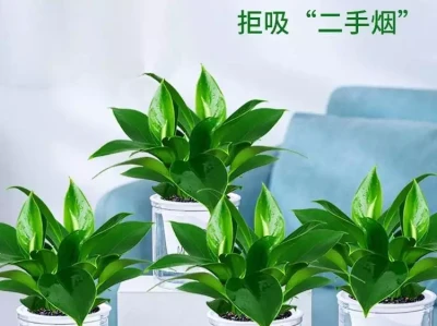 绿植选购秘籍，几种植物净化空气又美观穷鬼男大学生攒下的全部平价好物