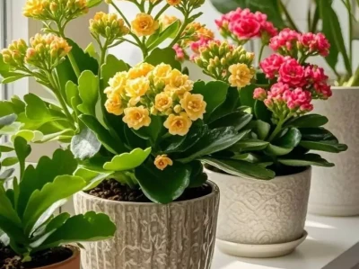 长寿花开败就放弃?3步让它二次绽放,你敢信?