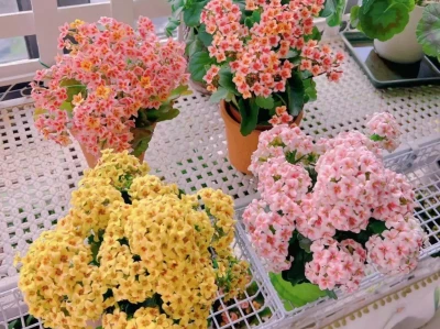 长寿花开完就废?学会这3步,一月后逆袭再开一波花!大象生存面临啥挑战?一文带你了解!