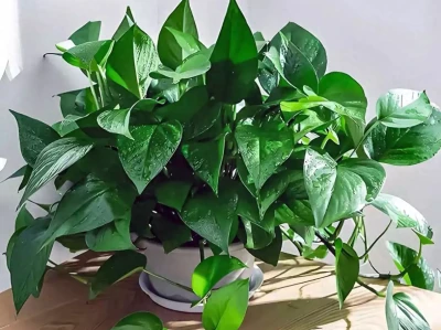 6种超耐阴花,放卫生间也能活,还能净化空气除异味 神奇的公元750年,大唐、阿拉伯、突厥、欧洲都发生了巨变