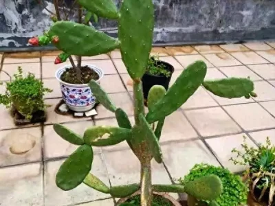6种绿植净化空气，病菌少了，家里更清爽中国第一“裸模”汤加丽：走红后丈夫离婚，父亲说丢脸，后来怎样