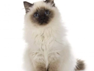 普通猫咪 vs 伯曼猫，谁更适合当宠物？
