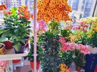 想让长寿花年年爆花?这几个养护要点你得知道!藏在上海闹市区的碉堡,造型怪异却常被路人忽视,曾见证牺牲数百人的大激战