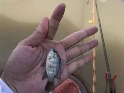 这鱼营养赛鳜鱼,却遭钓友嫌弃,究竟为啥? 四大功夫之王现状:一个患病,一个坐轮椅,一个离世,他依旧风光