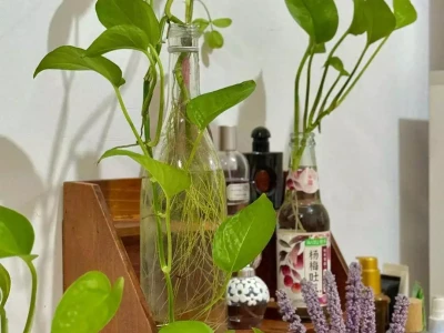 10种水培植物，根系生长清晰可见，还能净化空气！ ！！！！！