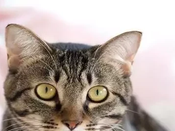 新手必看!如何快速和虎纹猫建立亲密关系?夏桀:被“黑化”的末代君主,真实一面大揭秘