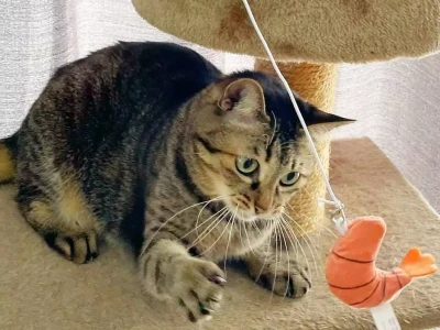 猫咪团“猫球”睡觉,是舒适还是无奈?一文搞懂!水貂的一生有多惨?为了做成大衣,从出生开始,到死都备受折磨!
