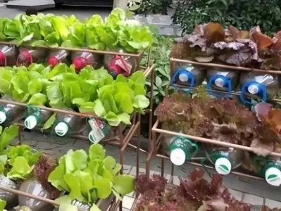 空油桶别扔！生豆芽、种菜，健康省钱还放心赵樱子：曾今的女主，现在的女配角