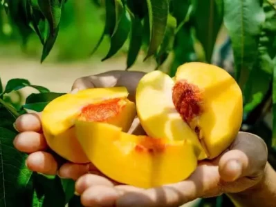 年轻人减肥控糖必知！这种常见水果含水量高还稳血糖百万亿年后宇宙还剩啥？人类文明延续真只有一条路？必看！