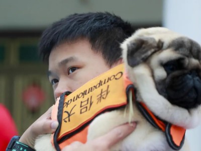 毛茸茸的“主治医生”：用陪伴疗愈