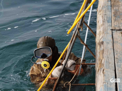 山东青岛海螺大爆发，潜水员称十年难遇：根本抓不完，3小时赚3500元