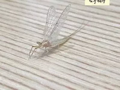 心疼！蜉蝣为何仅有一天生命，背后原因太扎心西游记穿帮镜头曝光，这些细节你发现了吗，网友直呼童年被毁