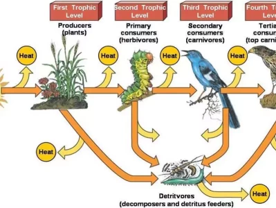 惊！蜉蝣短暂生命，竟对环境有如此大影响9.3阅兵之后，中国还要来个大的，这招很高明，几乎是一箭双雕