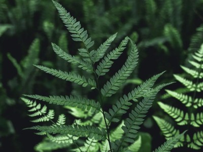 清明，一场关于生命探索的心灵之旅