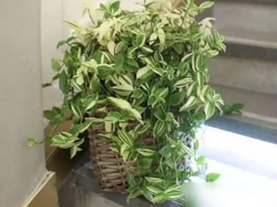 9种“阴性花”放客厅长势旺，净化空气还造氧！ 这么看！《哪吒2》票房超《泰坦尼克号》迟早的事