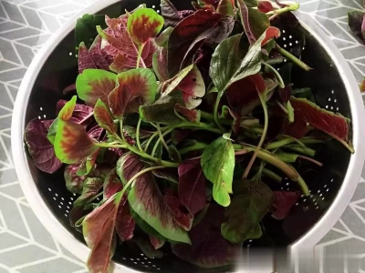 夏季应季时蔬烹饪指南！3款食谱超赞二战期间，犹太女人被纳粹疯狂摧残老照片，尘封70年如今依旧胆颤