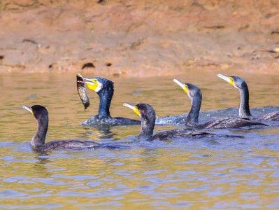 市民欲买10只鸬鹚在长江捕鱼致富，水务局：它是禁用渔具，在禁渔区使用最高可判三年