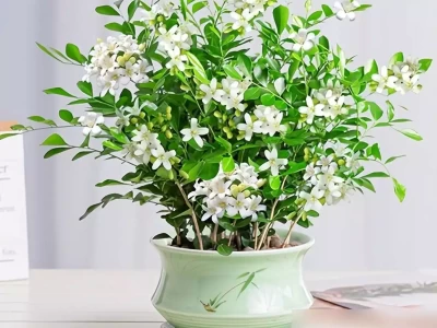 必知！5种美且长寿四季开的花，真能让你家香几十年？五台山和尚事件升级，丢了铁饭碗，网友曝内幕，扔米只是冰山一角