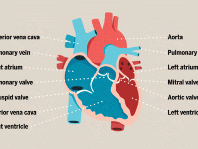 「生活中如何保护心脏🫀」 ▌均衡饮食：增加富含纤维的食物…