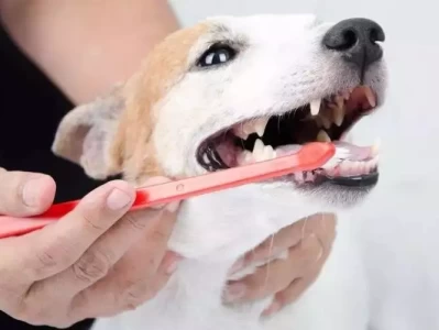 狗狗的牙齿护理，这3个方法要掌握你以为是上火，实际却是癌症！出现5种症状，一定要提高警惕