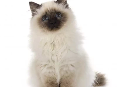 普通猫咪 vs 伯曼猫，谁更适合当宠物？