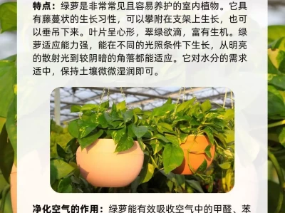 5种适合室内养还能净化空气的植物150斤大码穿搭