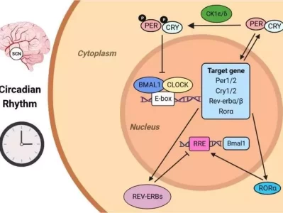 熬夜伤身体，从分子层面告诉你伤害有多大！高调离婚后又求复合，内娱第一笑话