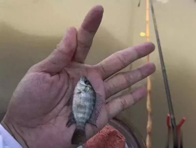 这鱼营养赛鳜鱼，却遭钓友嫌弃，究竟为啥？ 四大功夫之王现状:一个患病，一个坐轮椅，一个离世，他依旧风光