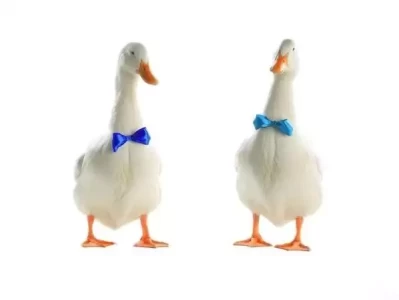 超萌柯尔鸭，这2种互动方式让感情迅速升温！《沙尘暴》孙彩云比潘金莲狠，刘盈盈才是真正的困兽