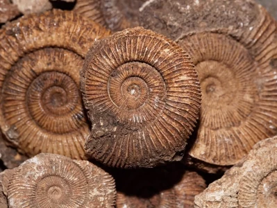 贝壳讲述5亿年海洋生存史诗冯琳最新优雅美图