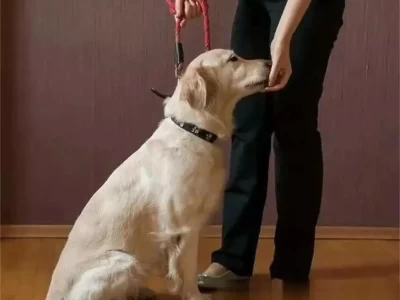 宠物社会化训练，这4个细节影响宠物社交表现72岁的唐僧直播带货后又开始卖房？袈裟变西装，豪门生活成了笑话