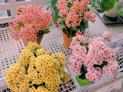 长寿花开完就废？学会这3步，一月后逆袭再开一波花！大象生存面临啥挑战？一文带你了解！