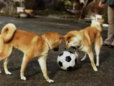 宠物社会化，这3个技巧，让宠物在社交中魅力四射狄仁杰在唐朝的地位究竟有多高看完网友剖析，真是大开眼界