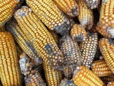 伤胰腺的主食是啥？医生多次告诫，护胰攻略快码住！家里蚊虫多怎么办,6种驱蚊植物推荐,夏天必备小妙招