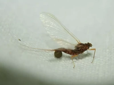 蜉蝣生命短暂，却藏着哪些不为人知的秘密？鞠婧祎暗黑系妆亮相，眼神凌厉，美到没朋友！