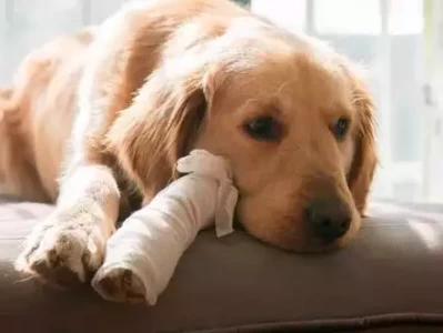 宠物社会化训练，这4个细节，决定宠物社交能力搞不懂！凤姐把黛玉比戏子又解释，到底啥情况？