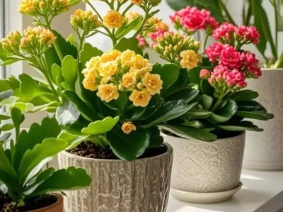 长寿花开败就放弃？3步让它二次绽放，你敢信？