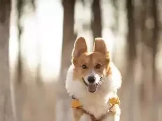 狗狗鼾声大得离谱，是福还是祸？关乎毛孩子健康，速进！居家原来也可以出片