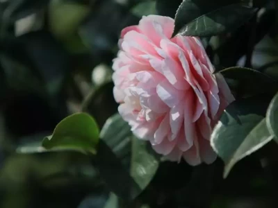 必看！爱自己是成年人觉醒，这几个方法助你实现自我关爱正式退出！全红婵作出意外决定，中国跳水队无奈批准，陈芋汐祝福