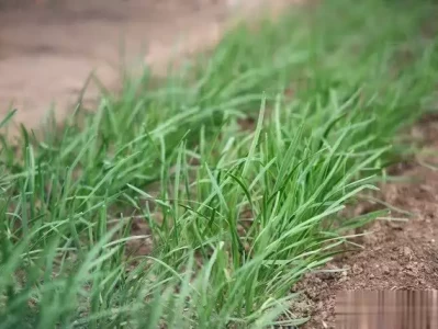 韭菜夏季停割时间有讲究？学会这些管理措施，轻松逆袭！正式退出！全红婵作出意外决定，中国跳水队无奈批准，陈芋汐祝福