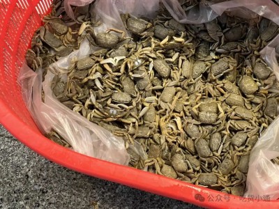 宁波一菜场现“罕见”螃蟹！摊主说才30块1斤，网友直呼太稀奇了，不常吃