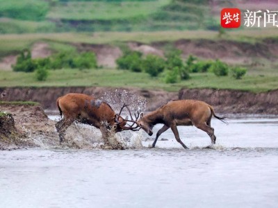 全球聚焦盐城“鹿王争霸” 生命史诗见证中国生态奇迹