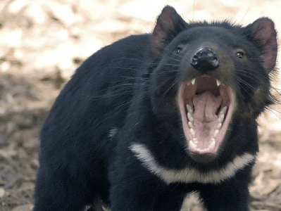 她的癌症，被传给了四个陌生人