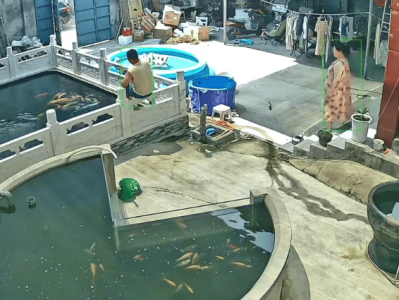 男子喂鱼忘送娃上课被妻子踹进鱼池：妻子怀孕脾气有时候控制不住，互相道了歉