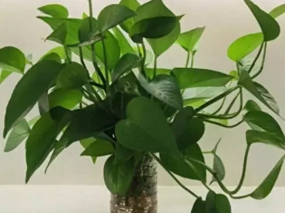 这些超耐阴花放卫生间也能活，还能净化空气除异味鹿晗关晓彤七年爱情长跑，卡点互动破分手传闻